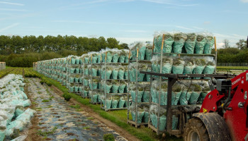 “Chrysantenproductie daalt sneller dan traditie van kerkhofplant”