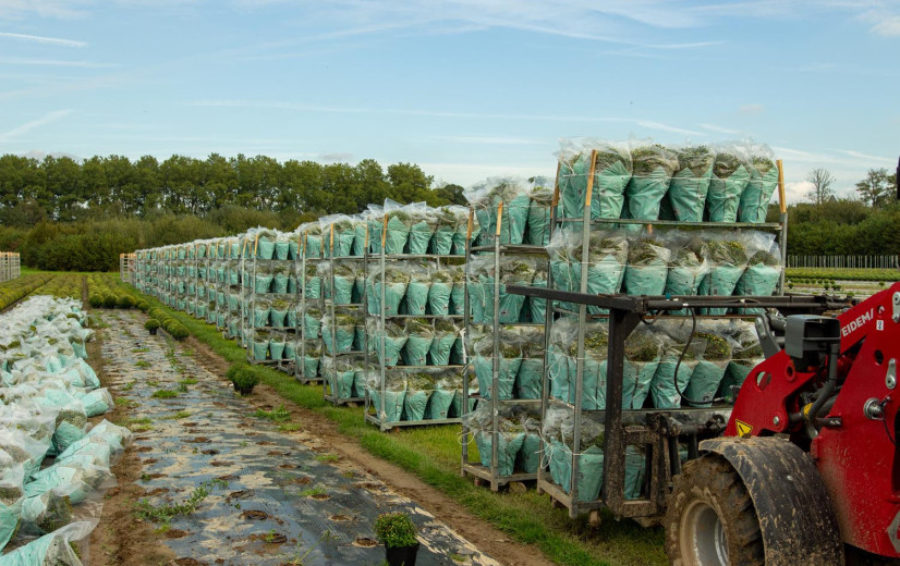 “Chrysantenproductie daalt sneller dan traditie van kerkhofplant”