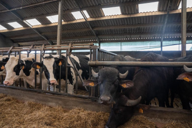 Buffels en melkvee op zelfde stal, maar in afzonderlijke afdelingen