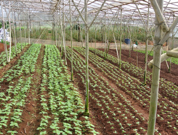 Vietnamese boeren controleren elkaars bioveiligheid