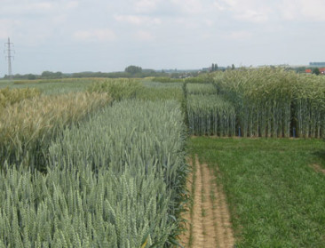 Beïnvloedt de Brexit rassenkeuze van boer en tuinder?