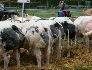 Als kruising geniet wit-blauw vleesvee wereldwijde faam