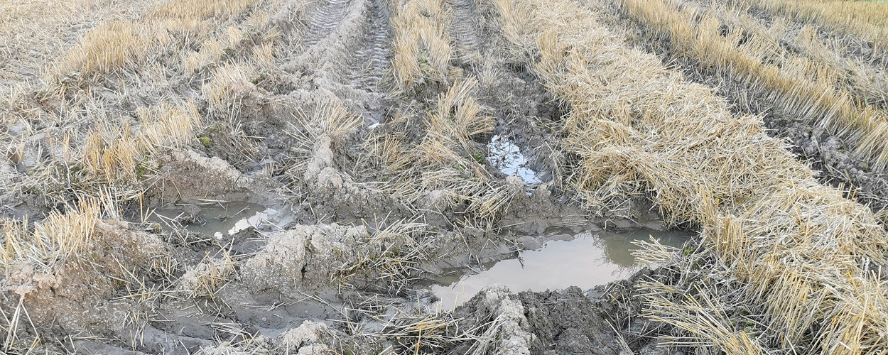 nat modder tarwe uitrijregeling mest