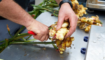 Vlaamse gemberteelt wortelt nog niet diep genoeg om import te verslaan
