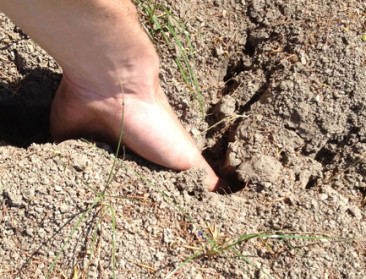 Waalse landbouwers vragen verzekering tegen droogte