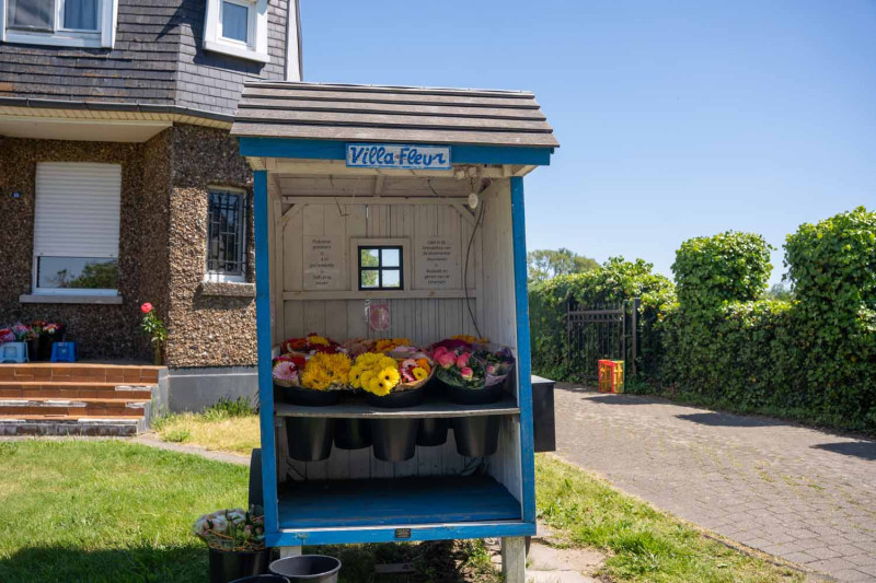Thuisverkoop Gerbera