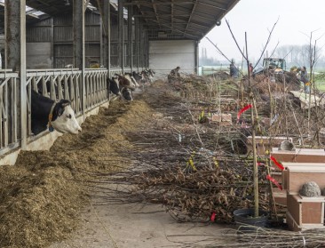 Oost-Vlaanderen lanceert groepsaankoop plantgoed 