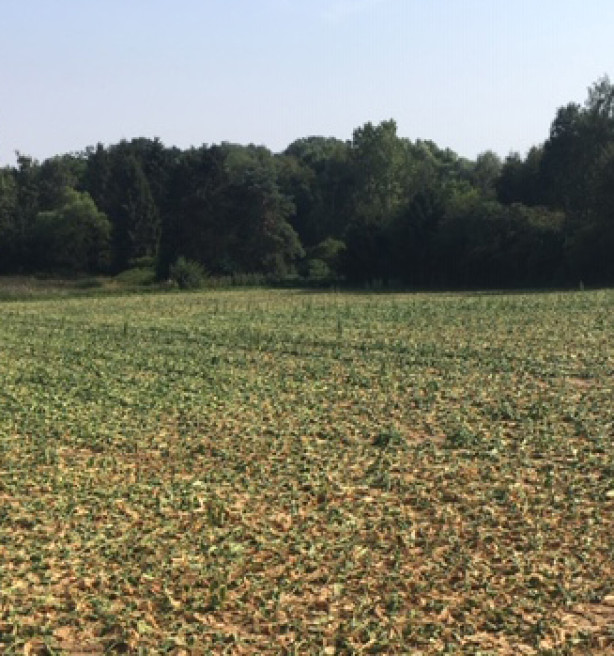 Hete en droge zomer weegt op ondernemersvertrouwen van landbouwers