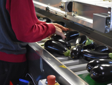 Auberginetelers kijken bij start van het seizoen ook nadrukkelijk naar vegetariërs