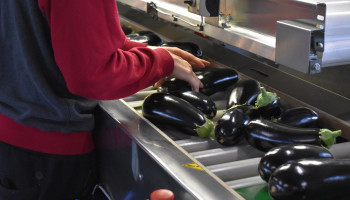 Auberginetelers kijken bij start van het seizoen ook nadrukkelijk naar vegetariërs