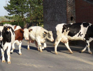 Holstein koe gaf begin jaren 80 boost aan melkproductie