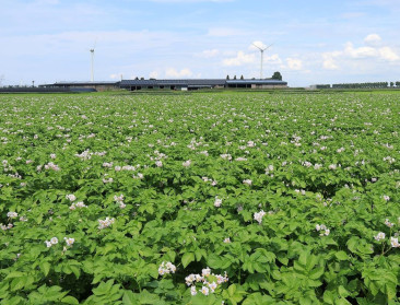 Website geeft tips over duurzame bemesting van aardappelen