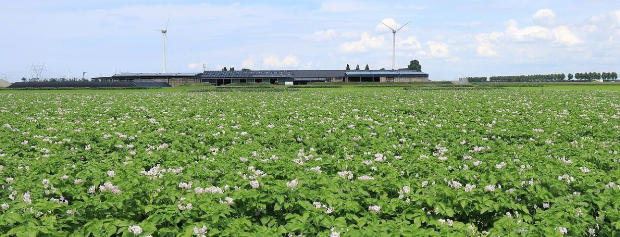 aardappelveld-potatoeurope-1200