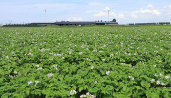 UGent bevraagt aardappelboeren voor klimaatonderzoek: "Ze worden te weinig betrokken"