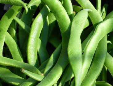 Eerste snijbonen op de markt: areaal krimpt ondanks stabiele vraag