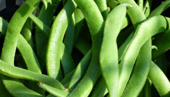 Eerste snijbonen op de markt, vooral nog in serres gekweekt