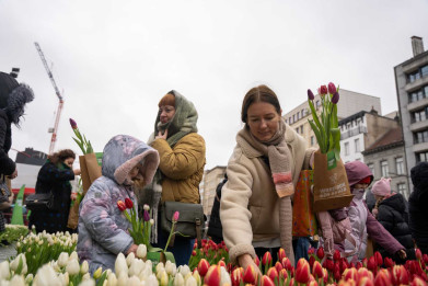 Tulpenpluktuin Antwerpen 2025_4