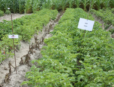 "Ggo-technologie is geen eindpunt in veredeling"