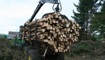 Opbrengst houtverkoop uit ANB-bossen op hoogste niveau in tien jaar