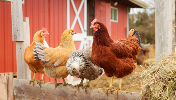 Nederlandse RIVM adviseert om geen eieren van hobbykippen meer te eten wegens PFAS