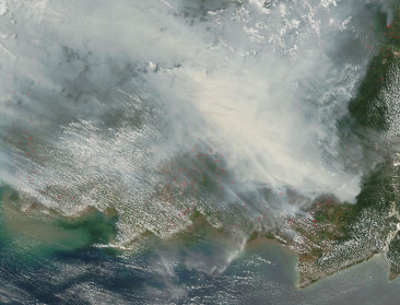 Recordhoeveelheid bos ging in 2016 verloren