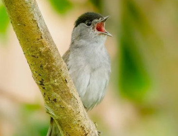 Beperkt herstel van Franse vogelpopulaties na verbod op neonicotinoïden