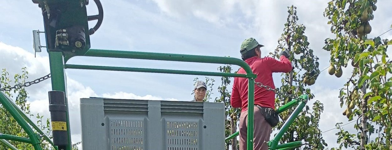 Seizoensarbeiders peren