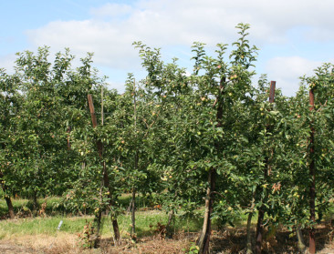 Nachtvorst treft fruittelers en wijnboeren hard