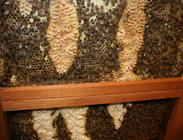 Veel meer Belgen houden bijen voor de hobby