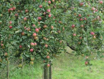 Boomgaardenstichting ontwikkelt boom met 5 appelsoorten