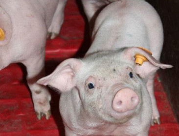 "Verlenging overgangsperiode zinkoxide noodzakelijk"