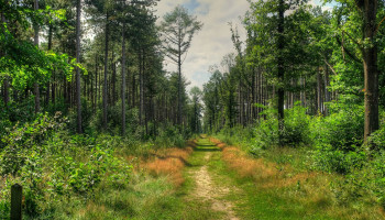Natuurpunt viert miljoenste boom als mijlpaal in bosuitbreiding