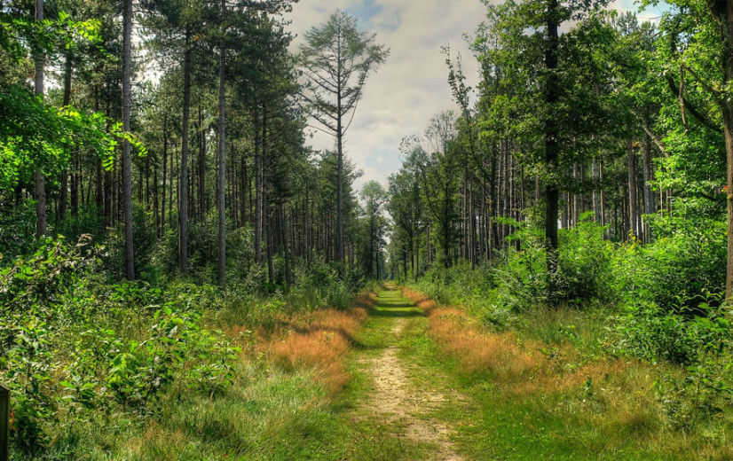 Natuurpunt viert miljoenste boom als mijlpaal in bosuitbreiding