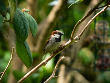 Gemiddeld drie vogels minder per tuin dan twee jaar geleden