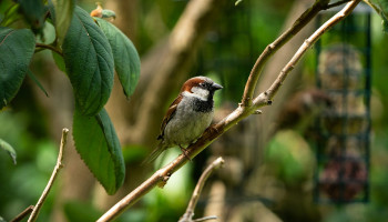Gemiddeld drie vogels minder per tuin dan twee jaar geleden