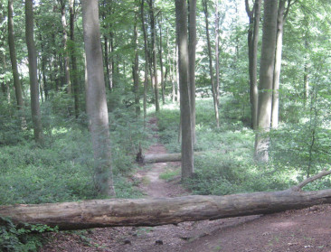 Op 1/3 van bestemd bosgebied is nog geen bos te zien