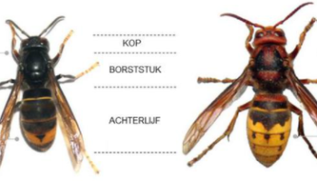 VBI waarschuwt voor Aziatische hoornaar: “Opletten wanneer je haag snoeit”