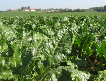 Landbouw op de Belgisch-Nederlandse grens