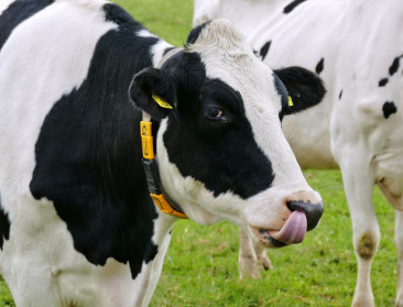 Vlaamse koeien overschrijden kaap van 30 ton melk