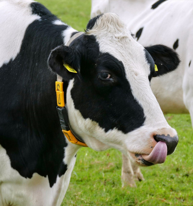 FAO: vlees, eieren en melkproducten zijn "essentiële" voeding