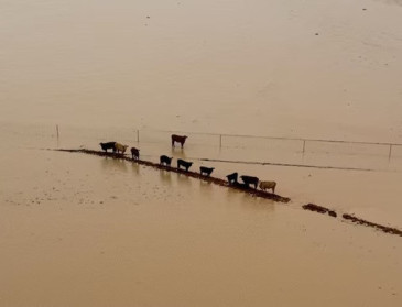 Zwaarste overstromingen in 50 jaar in outback verwoestend voor Australische veeteelt