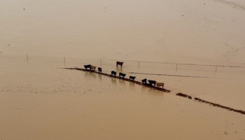 Zwaarste overstromingen in 50 jaar in outback verwoestend voor Australische veeteelt
