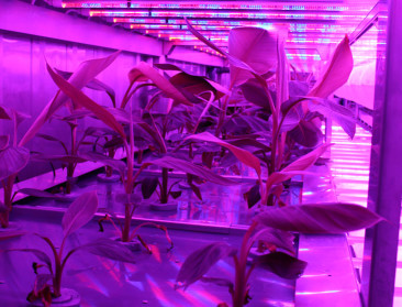 Leuvense onderzoekers testen bananen in groeicontainer