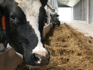 Kempense 'herstelboerderijen' bieden alternatief voor revalidatiecentrum