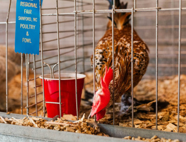 FAVV verlengt verbod op pluimvee-evenementen wegens vogelgriep