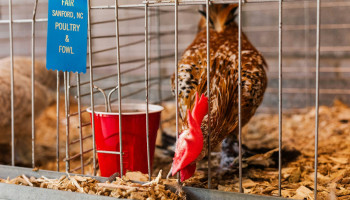 FAVV verlengt verbod op pluimvee-evenementen wegens vogelgriep