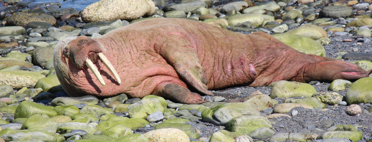 walrus-3433733_1920