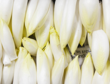 Bar slecht jaar voor witlooftelers door overaanbod en dalende consumptie