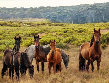 Dierenorganisatie stelt Respectful Life-label in vraag