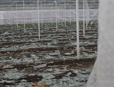 Meer dan 500 miljoen euro hagelschade pinksterweekend